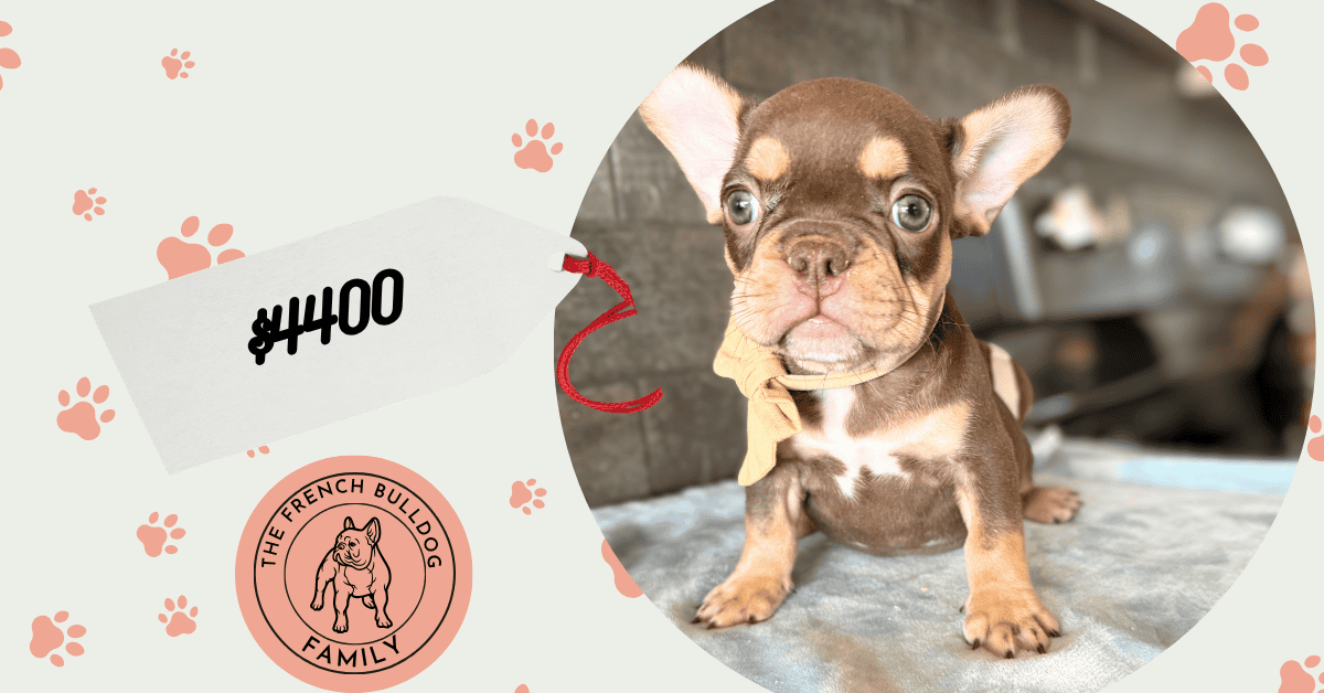Rocky | Chocolate & Tan French Bulldog Male | Available Aug 7th, 2026