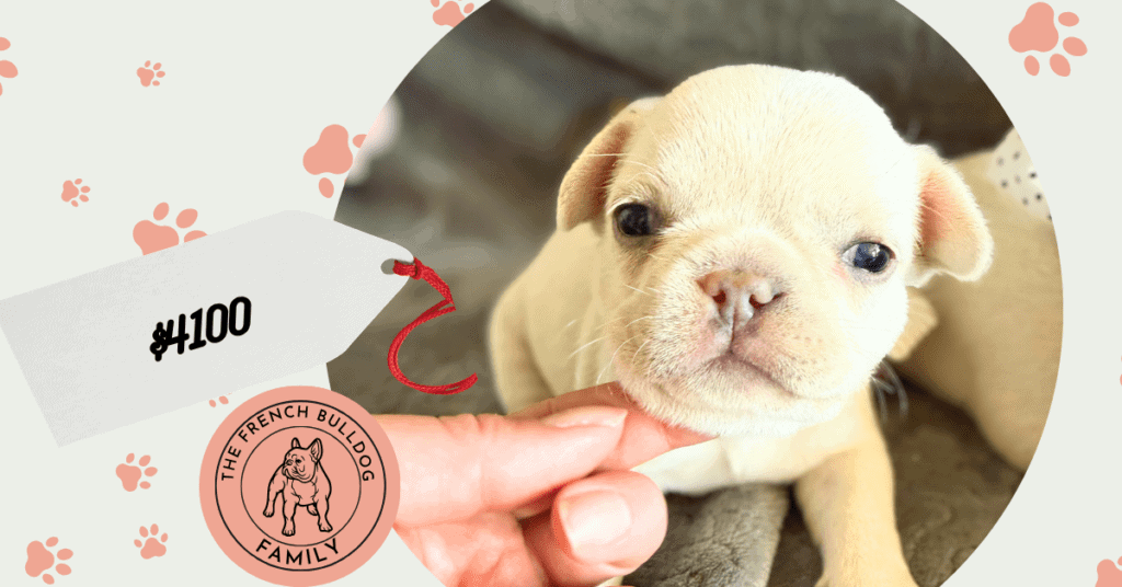 Molly | Cream French Bulldog Female | Available June 4th, 2026