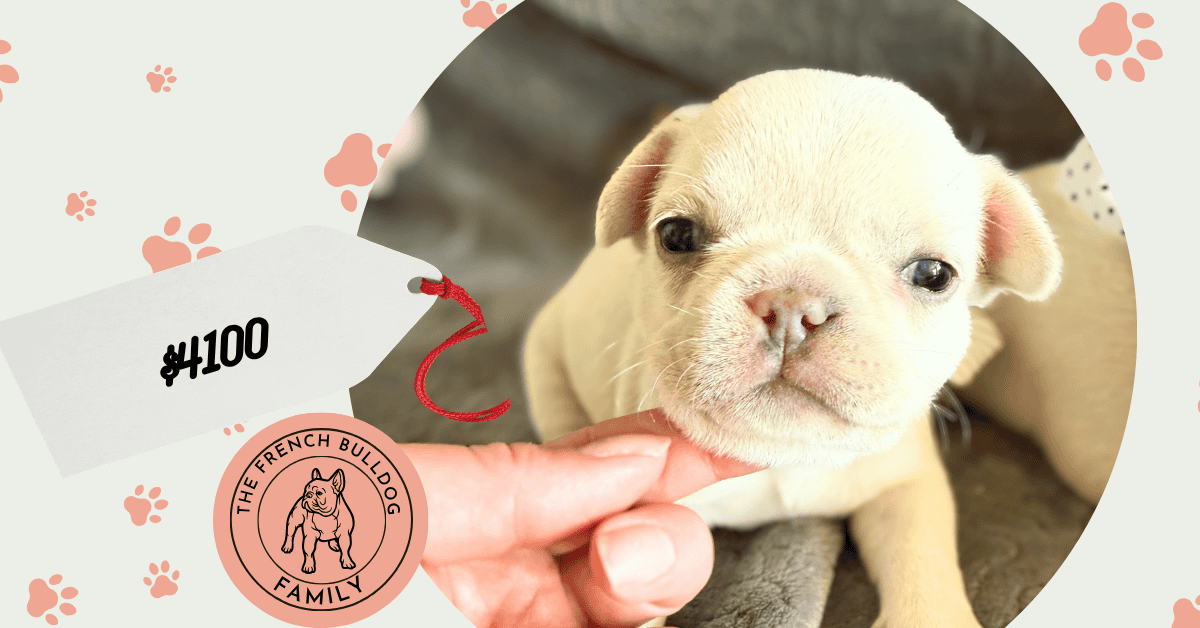 Molly | Cream French Bulldog Female | Available June 4th, 2026