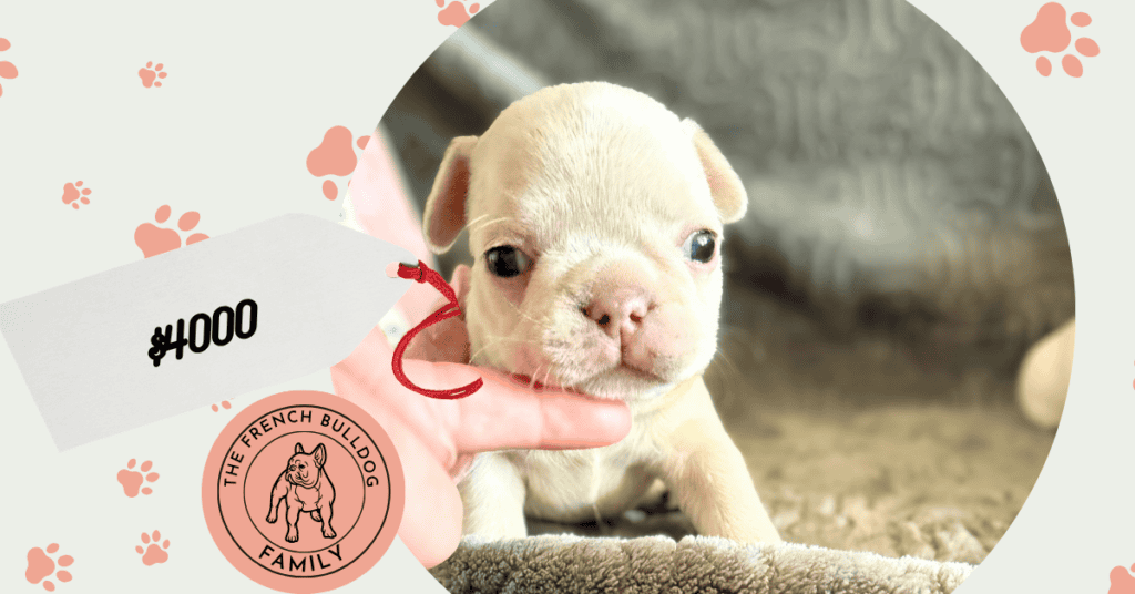 Marcel | Cream French Bulldog Male | Available June 4th, 2026
