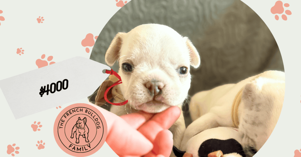 Marius | Cream French Bulldog Male | Available June 4th, 2026