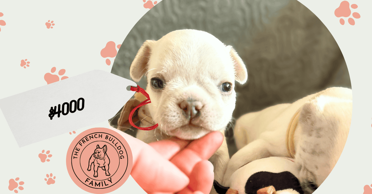 Marius | Cream French Bulldog Male | Available June 4th, 2026