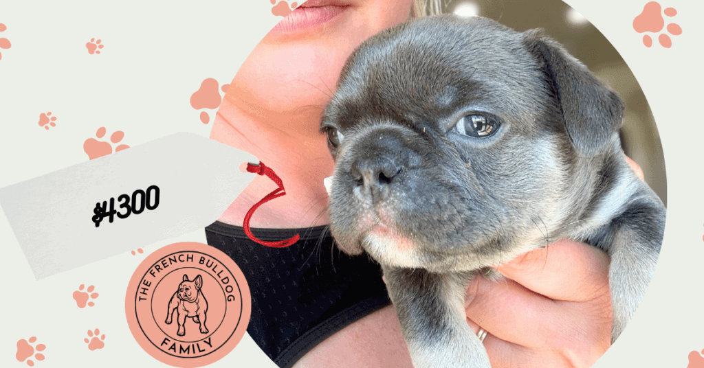 Leo | Blue & Tan French Bulldog Male | Available May 29th, 2026