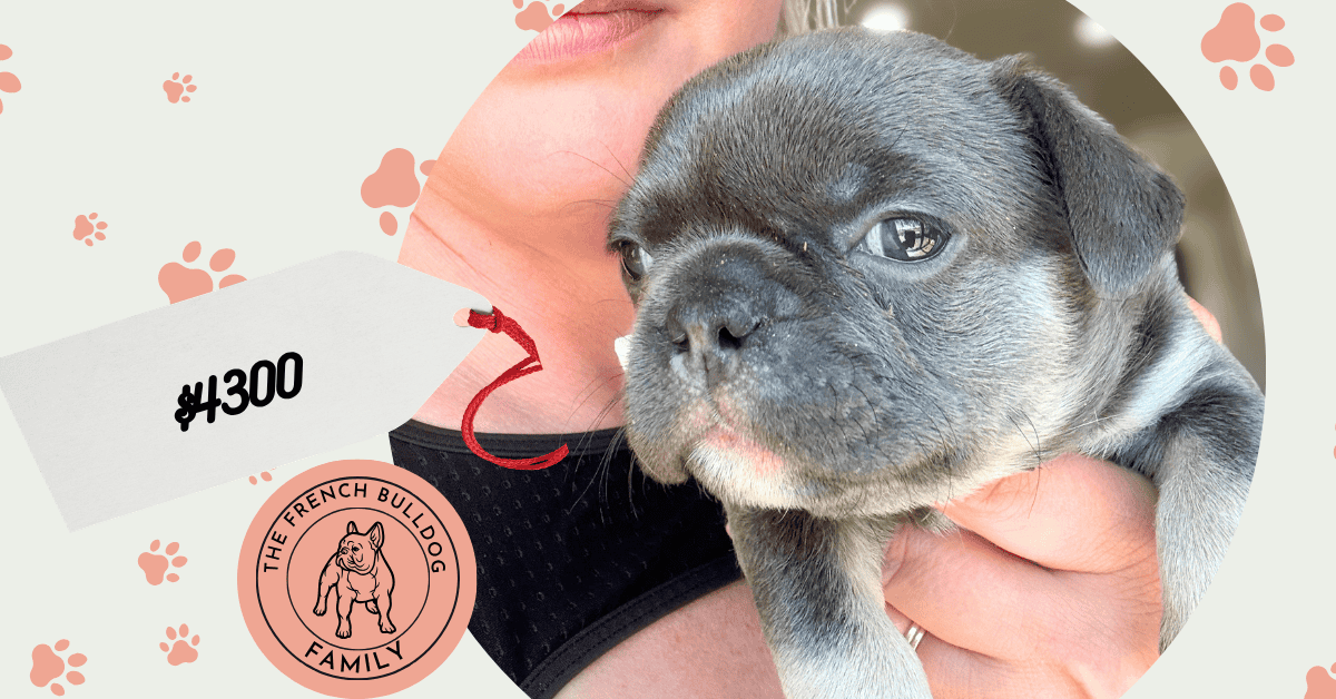 Leo | Blue & Tan French Bulldog Male | Available May 29th, 2026