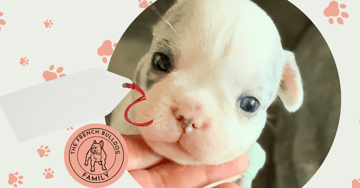 Monsieur | Blue Merle Pied French Bulldog Male | Available June 4th, 2026