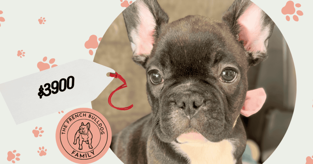 Garwin | Brindle French Bulldog Male | Available May 4th, 2026