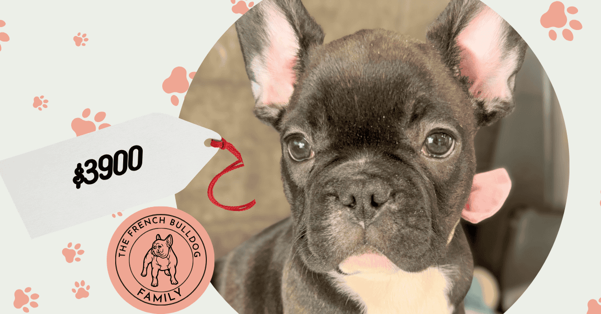 Garwin | Brindle French Bulldog Male | Available May 4th, 2026