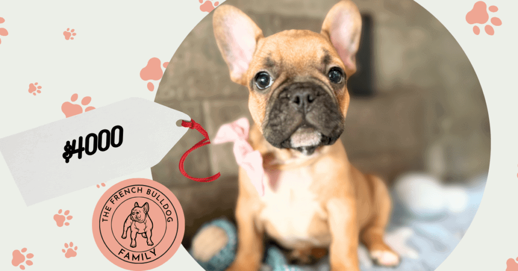 Gabriel | Fawn French Bulldog Male | Available May 4th, 2026