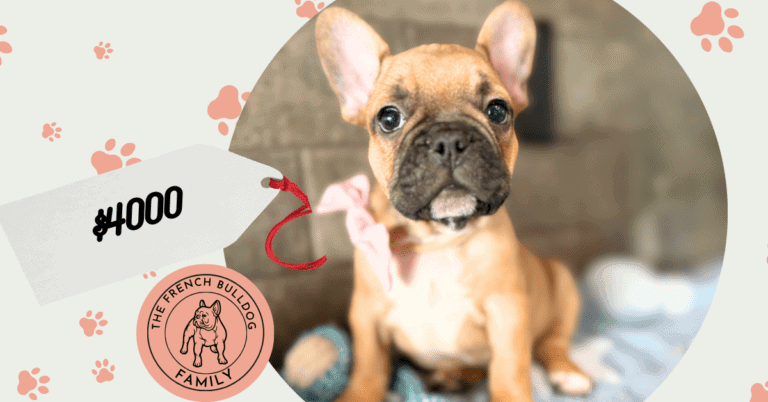Gabriel | Fawn French Bulldog Male | Available May 4th, 2026