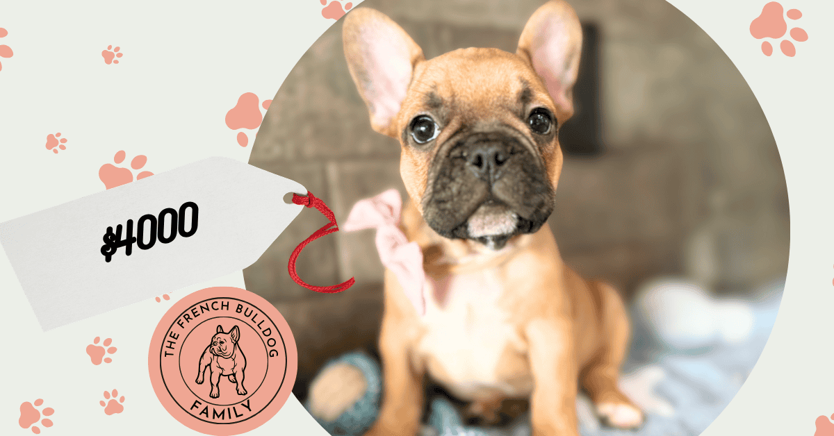 Gabriel | Fawn French Bulldog Male | Available May 4th, 2026