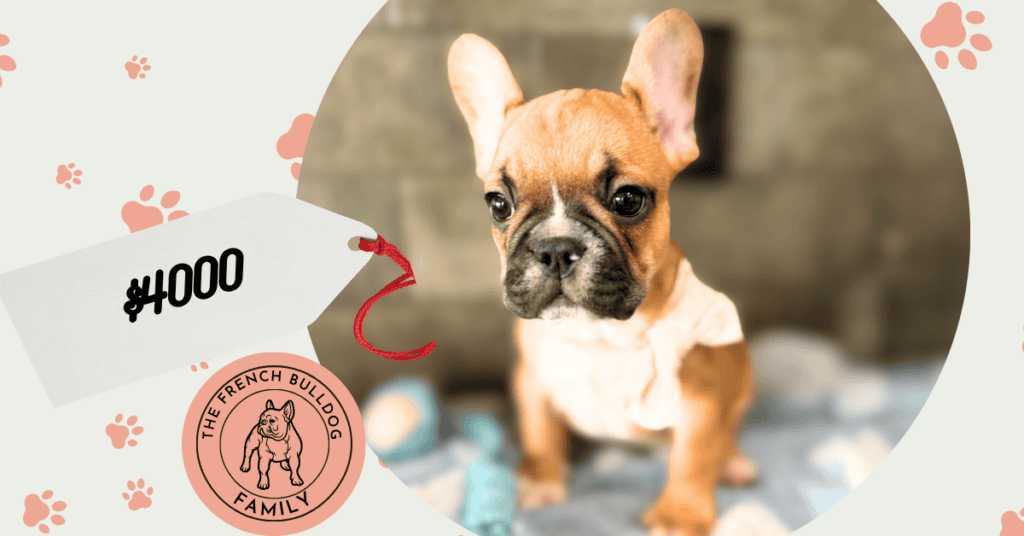 Gunner | Fawn & White French Bulldog Male | Available May 4th, 2026