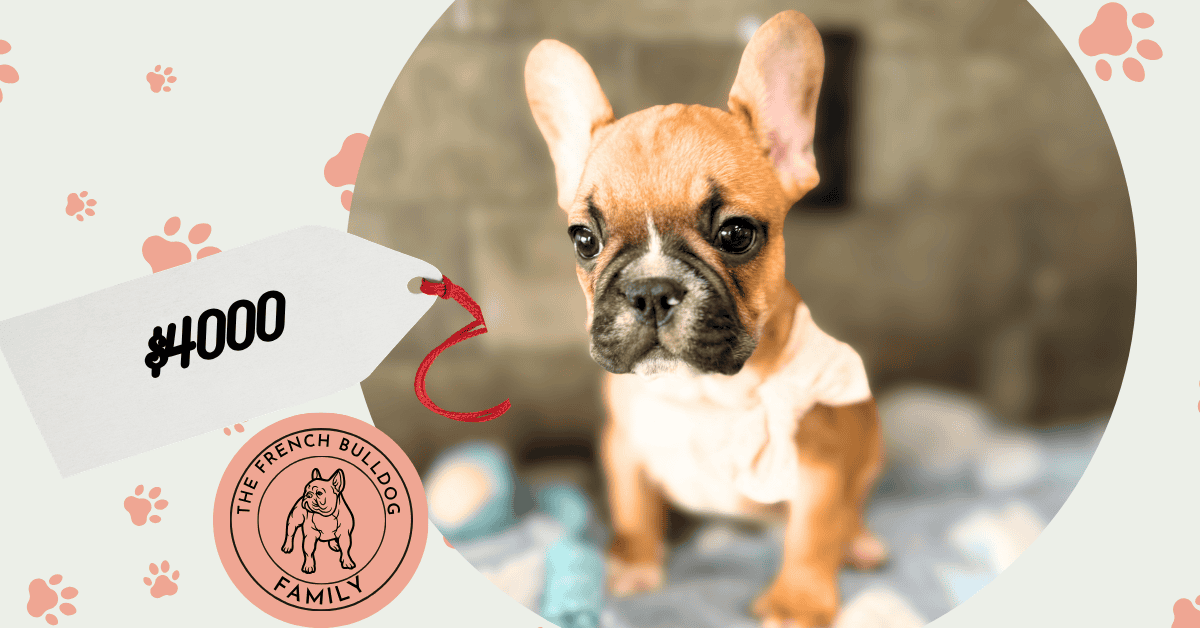 Gunner | Fawn & White French Bulldog Male | Available May 4th, 2026