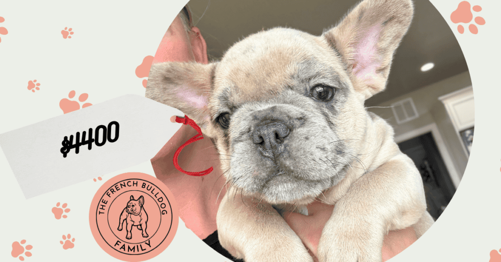 Kevin | Blue Fawn Merle French Bulldog Male | Available May 7th, 2026