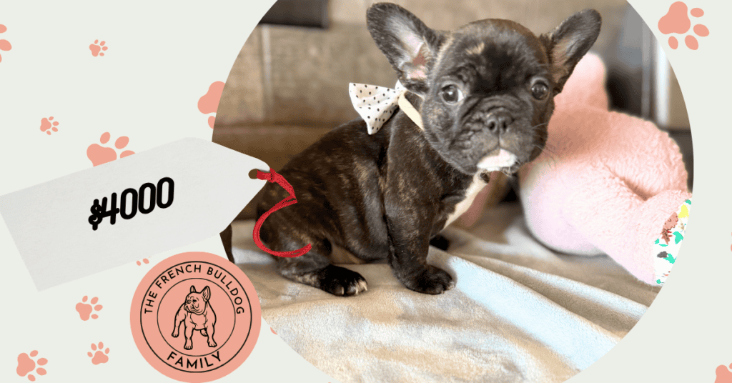 Nicole | Brindle French Bulldog Female | Available May 24th, 2026