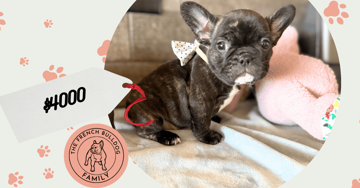 Nicole | Brindle French Bulldog Female | Available May 24th, 2026