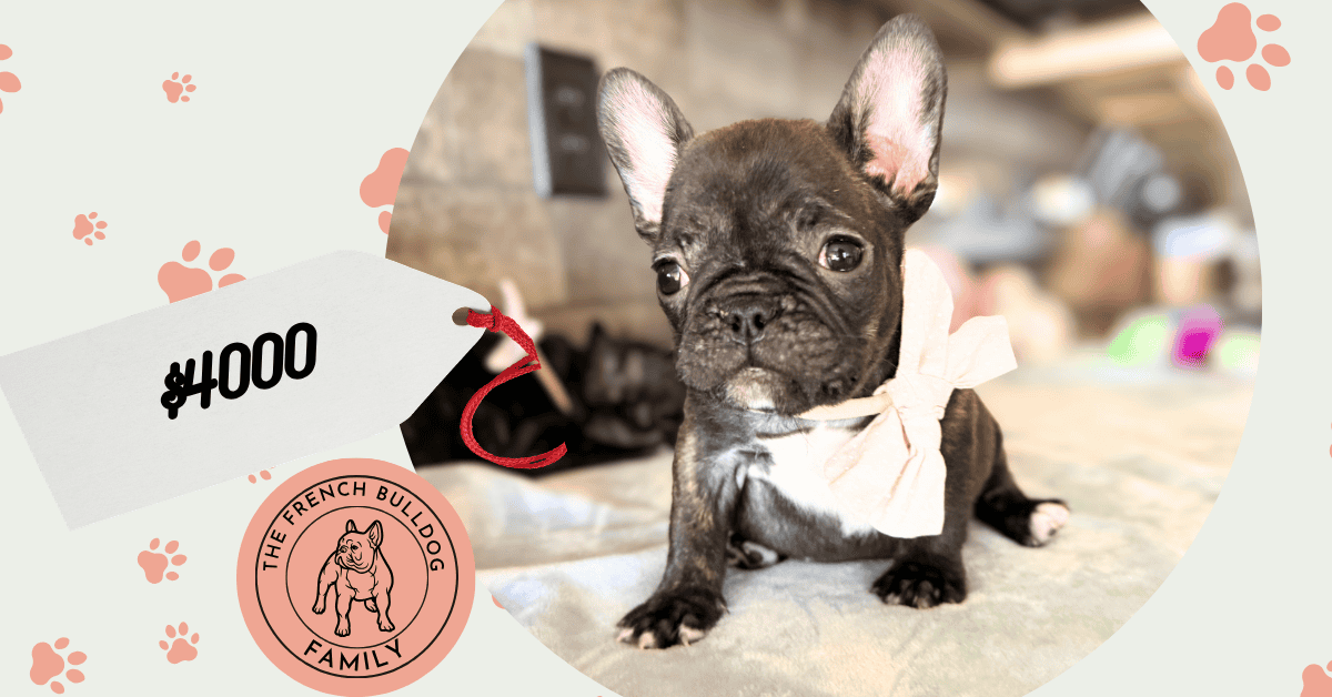 Nikita | Brindle French Bulldog Female | Available May 24th, 2026