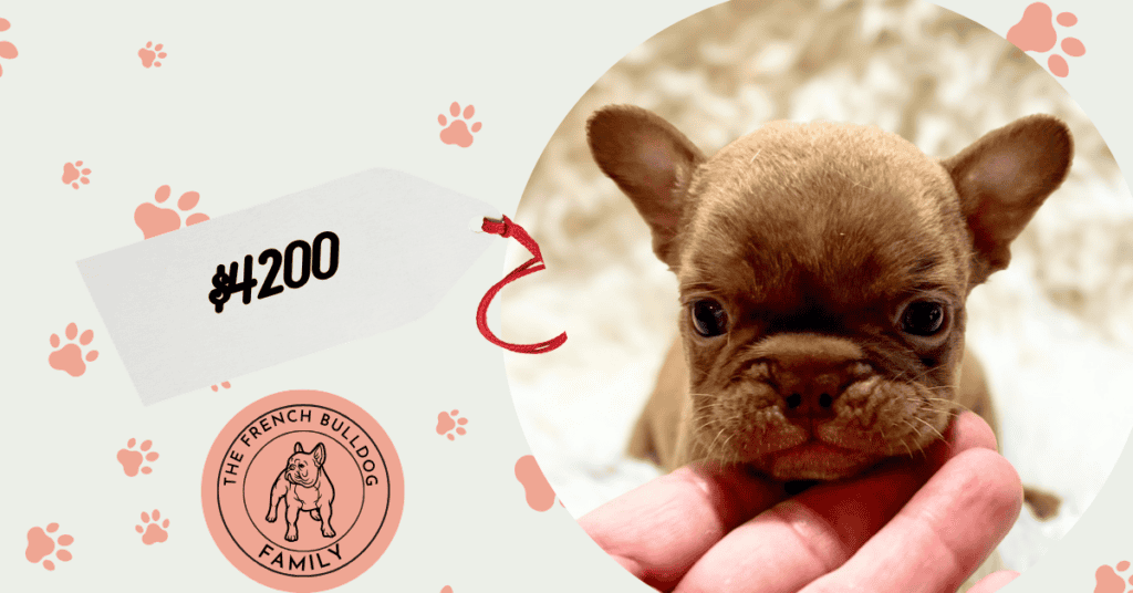 Xylo | Chocolate French Bulldog Male | Available Sep 5th, 2026