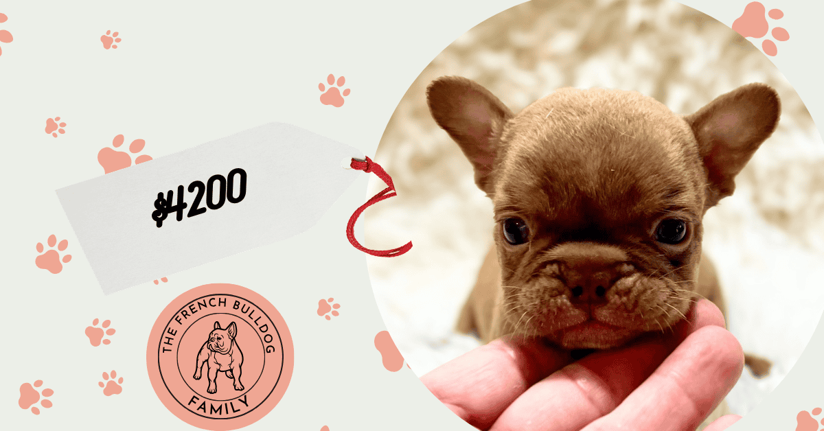 Xylo | Chocolate French Bulldog Male | Available Sep 5th, 2026