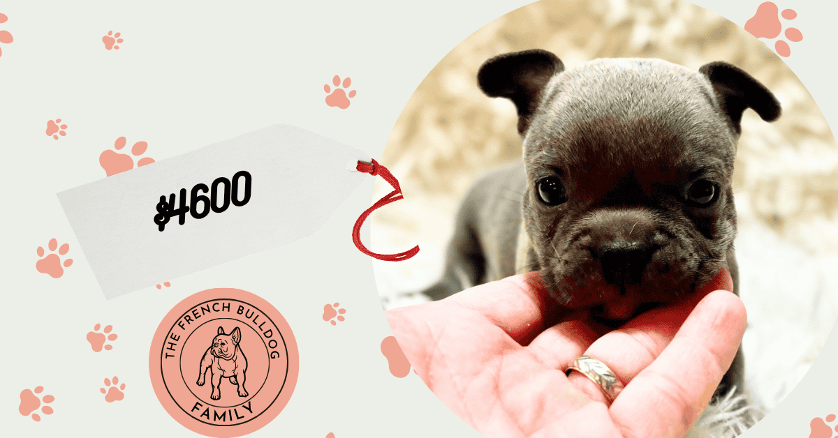 Xantos | Blue French Bulldog Male | Available Sep 5th, 2026