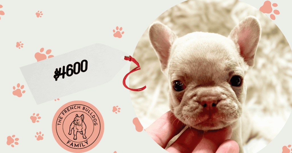Xeno | Blue Fawn Merle French Bulldog Male | Available Sep 5th, 2026