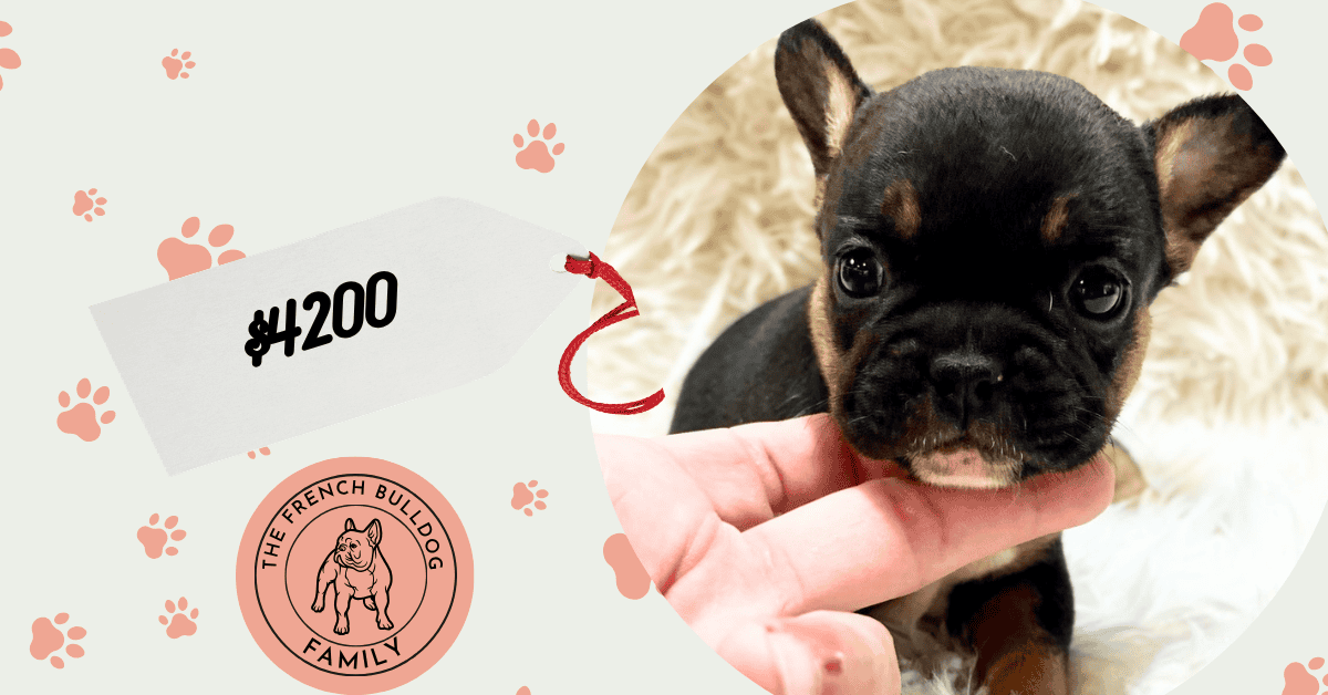 Xenia | Black & Tan French Bulldog Female | Available Sep 5th, 2026