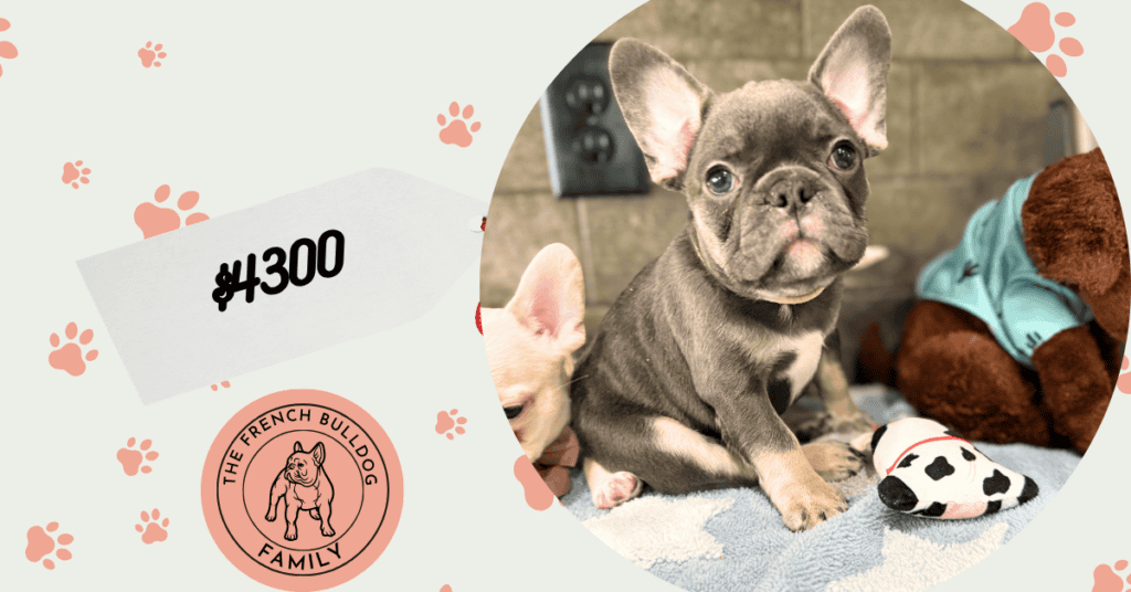 Leo | Blue & Tan French Bulldog Male | Available May 29th, 2026