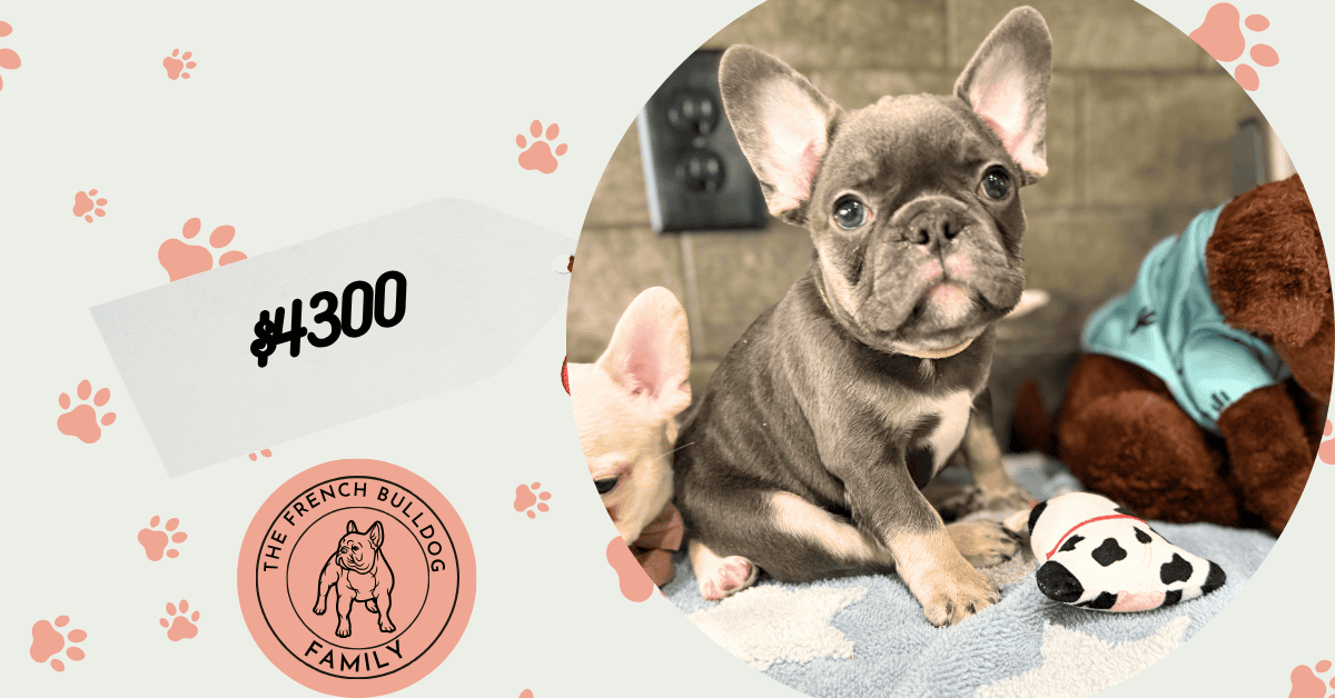 Leo | Blue & Tan French Bulldog Male | Available May 29th, 2026