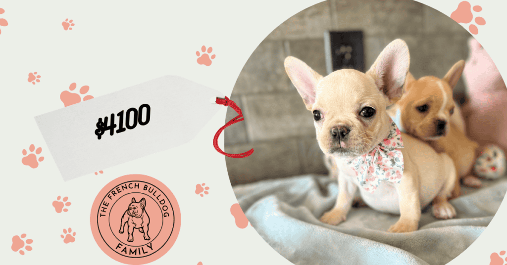 Sarah | Cream French Bulldog Female | Available Now