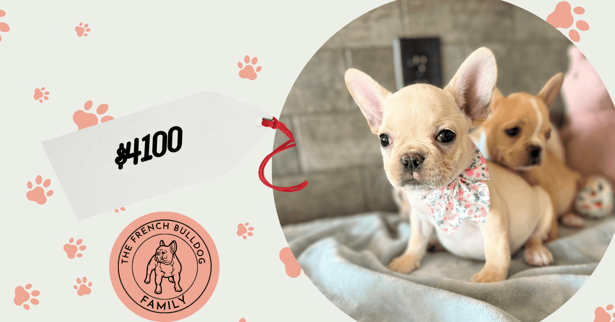 Sarah | Cream French Bulldog Female | Available Now