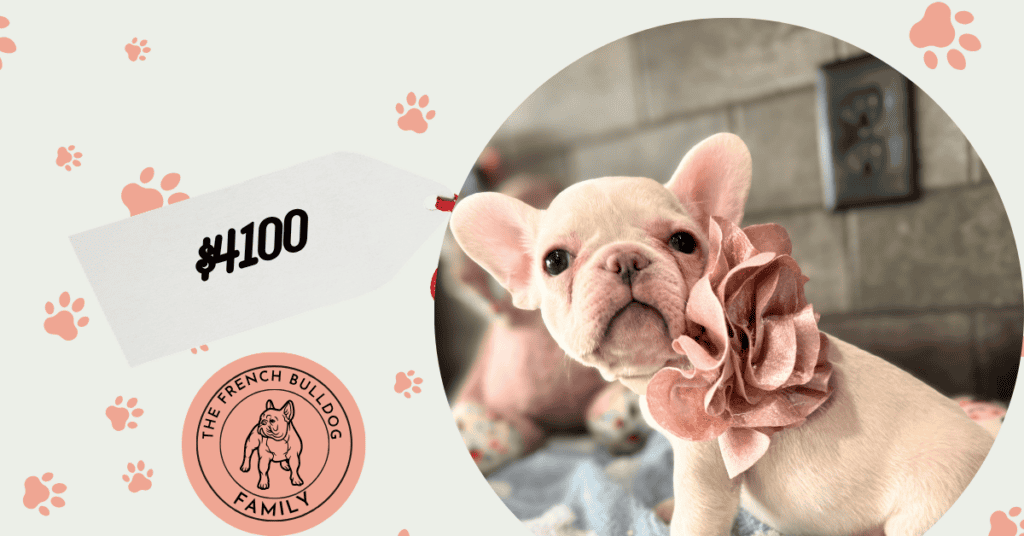 Macey | Cream French Bulldog Female | Available June 4th, 2026