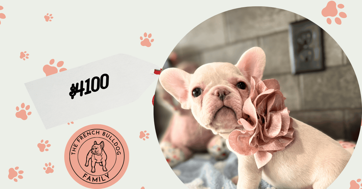 Macey | Cream French Bulldog Female | Available June 4th, 2026
