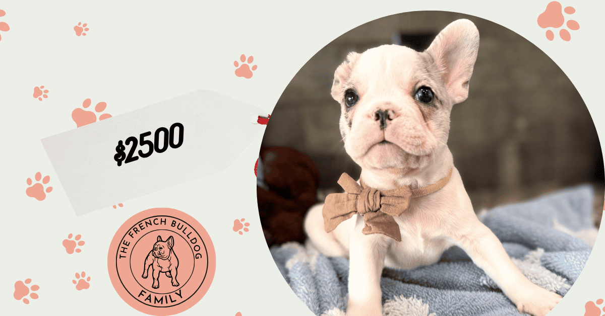Monsieur | Blue Merle Pied French Bulldog Male | Available June 4th, 2026