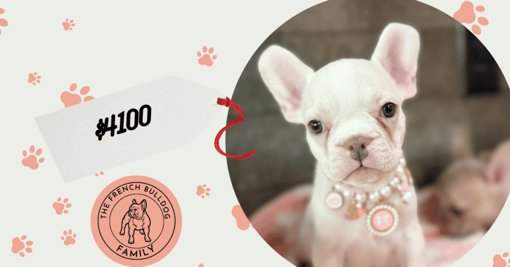 Unicorn | Cream French Bulldog Female | Available Aug 27th, 2026