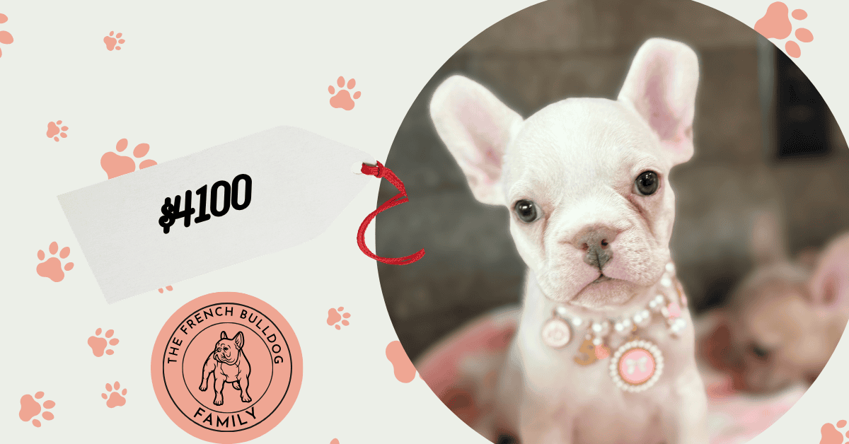 Unicorn | Cream French Bulldog Female | Available Aug 27th, 2026