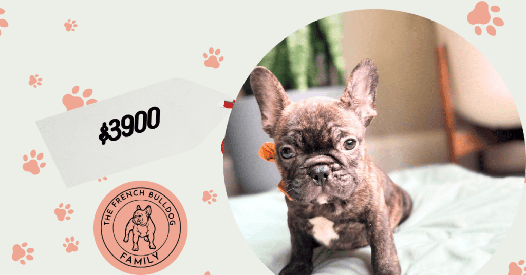 Nash | Brindle French Bulldog Male | Available Now