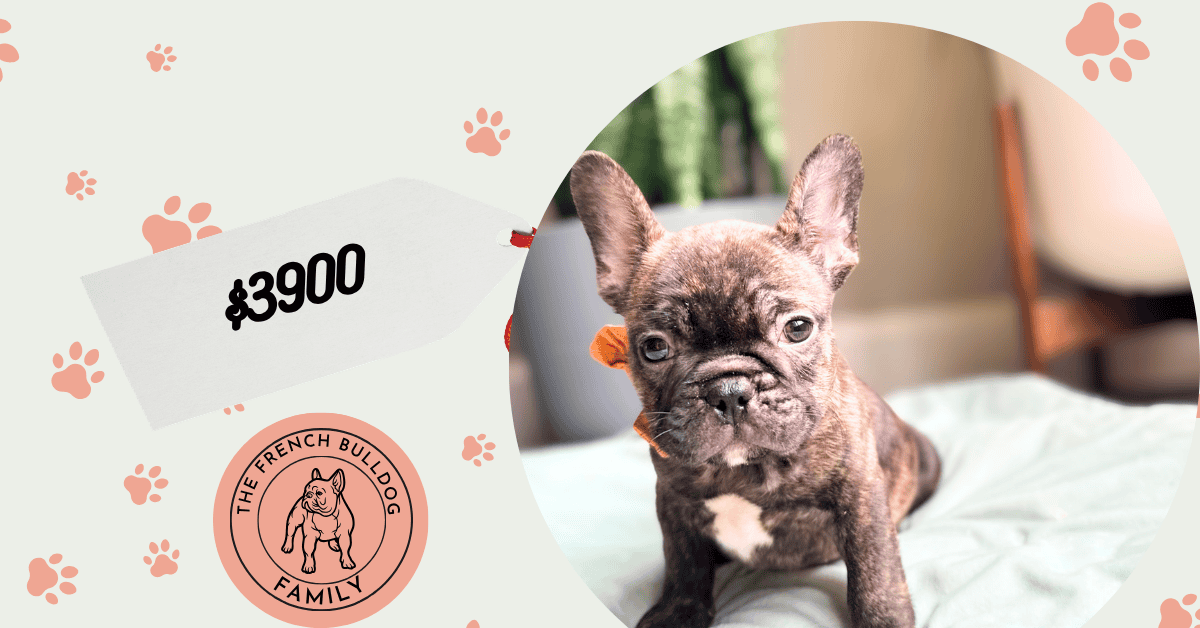 Nash | Brindle French Bulldog Male | Available Now