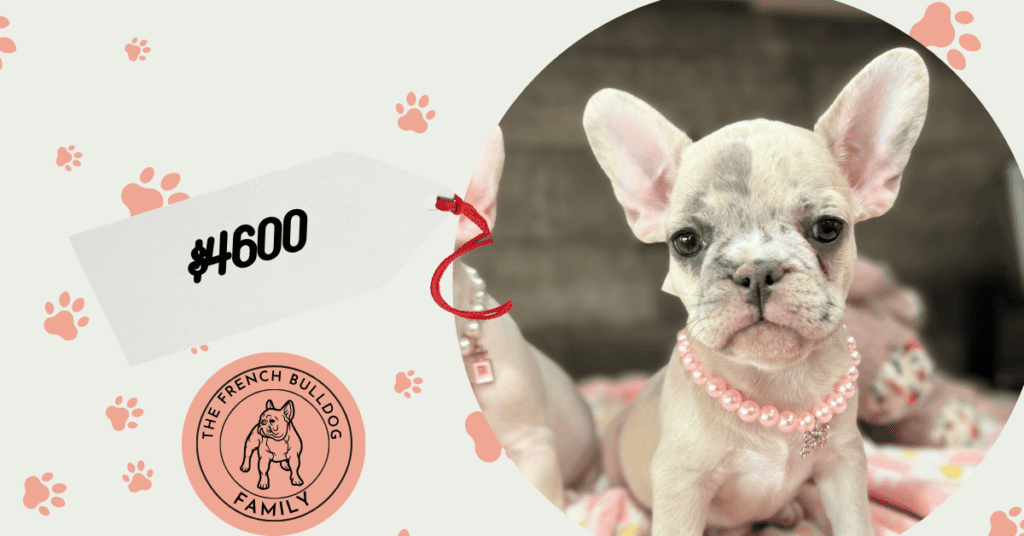 Unique | Blue Fawn Merle French Bulldog Female | Available Aug 27th, 2026
