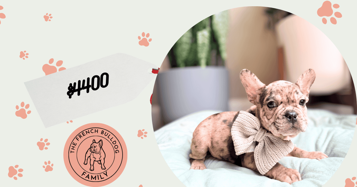 Nemo | Blue Fawn Merle French Bulldog Male | Available Now