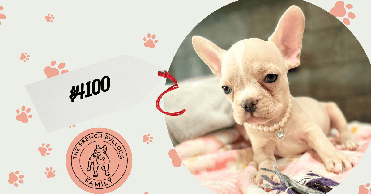 Unity | Cream French Bulldog Female | Available Aug 27th, 2026