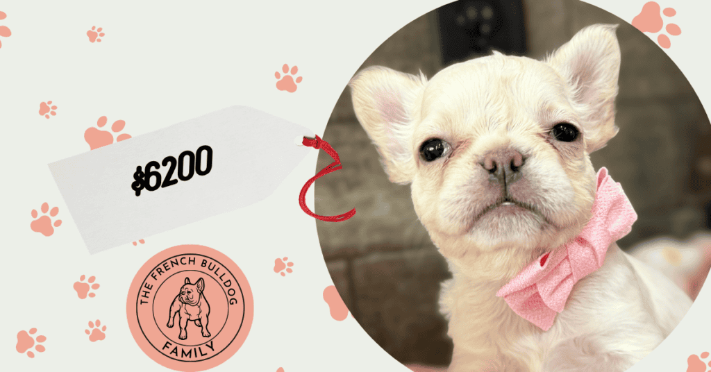 Vivienne | Cream Fluffy French Bulldog Female | Available Now