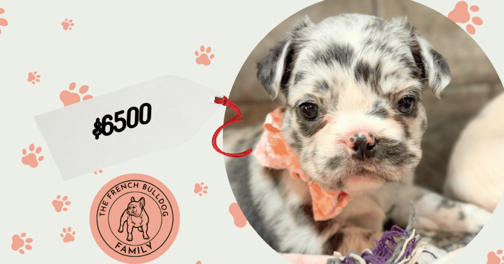 Violet | Blue Merle Pied Fluffy French Bulldog Female | Available Aug 15th, 2026