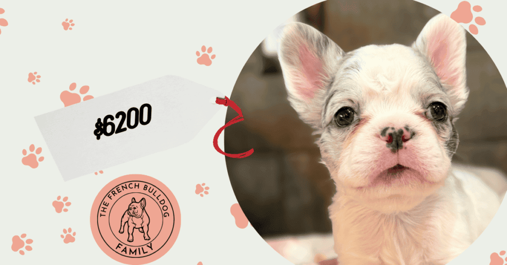 Venus | Blue Merle Pied Fluffy French Bulldog Female | Available Aug 15th, 2026