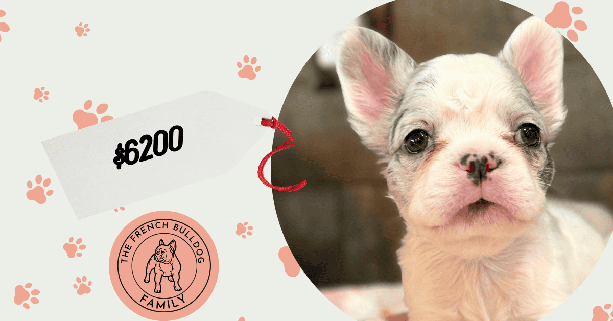 Venus | Blue Merle Pied Fluffy French Bulldog Female | Available Aug 15th, 2026