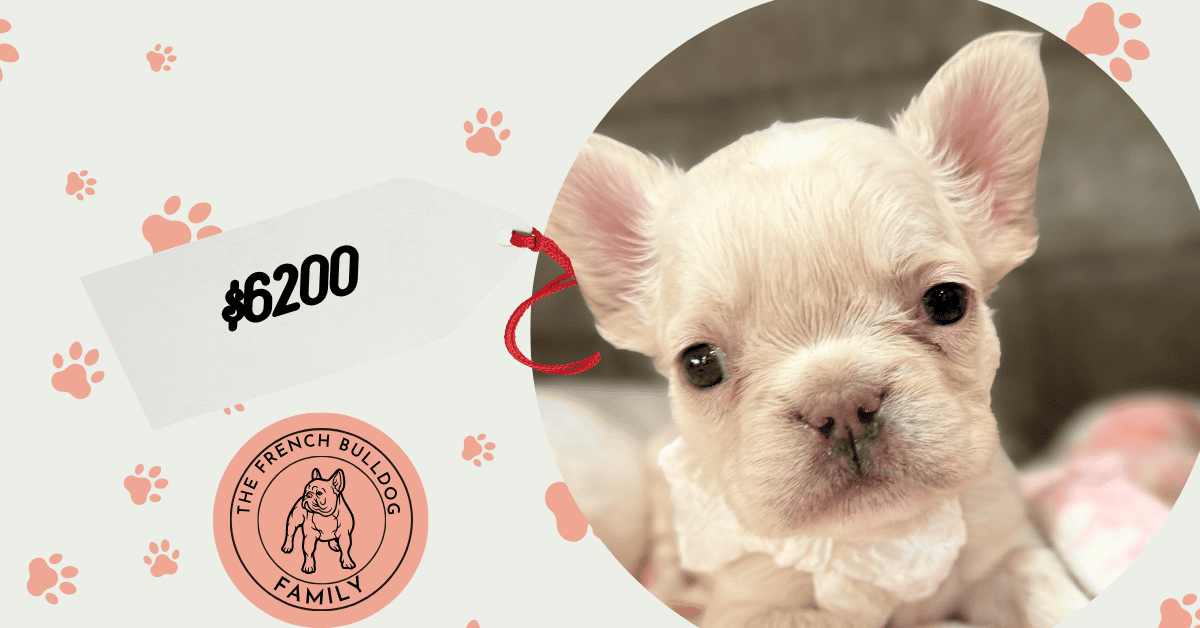 Vega | Cream Fluffy French Bulldog Female | Available Aug 15th, 2026