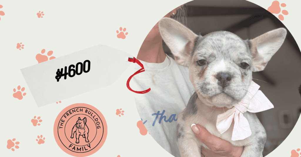 Ulysses | Blue Merle French Bulldog Male | Available Aug 27th, 2026