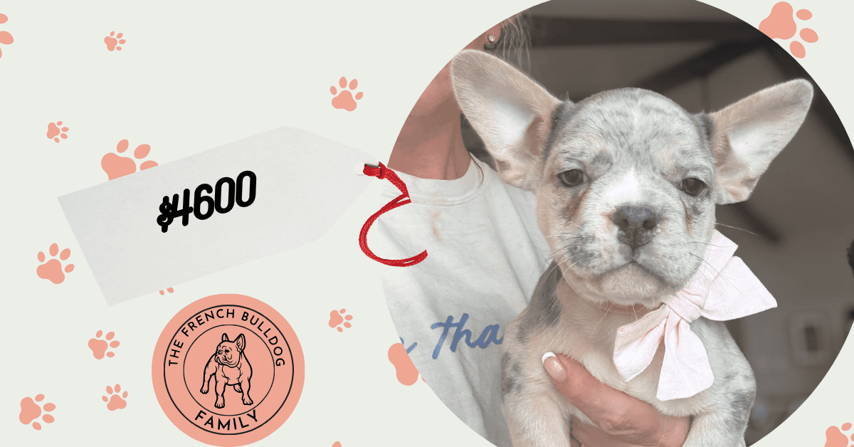 Ulysses | Blue Merle French Bulldog Male | Available Aug 27th, 2026