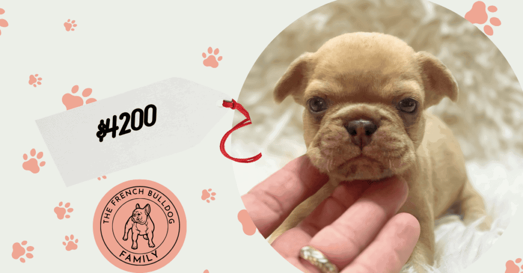Asher | Fawn Merle French Bulldog Male | Available Sep 10th, 2026