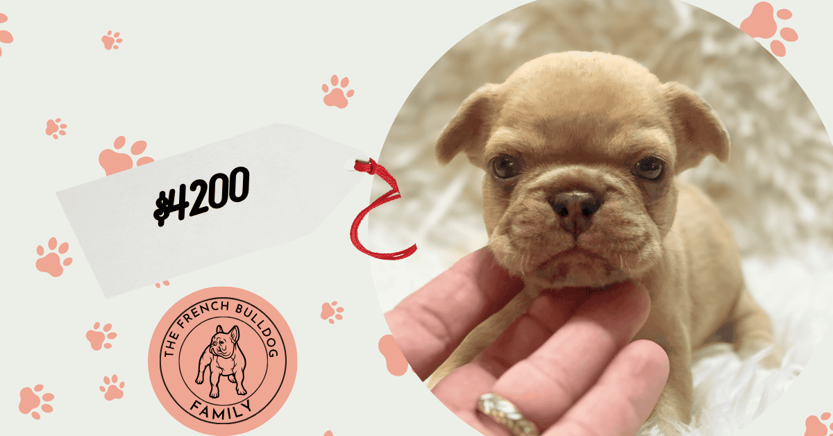 Asher | Fawn Merle French Bulldog Male | Available Sep 10th, 2026
