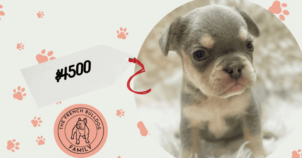 Aaron | Lilac & Tan French Bulldog Male | Available Sep 10th, 2026