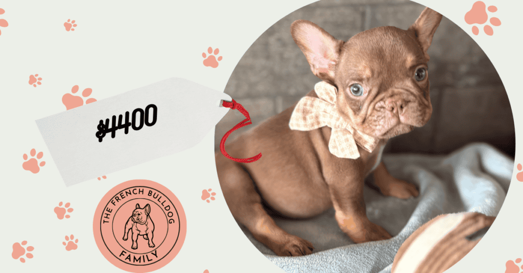 Xero | Chocolate & Tan French Bulldog Male | Available Sep 5th, 2026